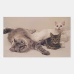 Three buddy cats rectangular sticker