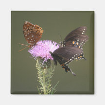 Three Butterflies on Thistle Magnet