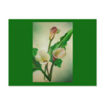 Three Calla Lilies Post Card