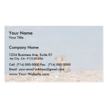 Three cheetahs sitting business cards