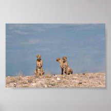 Three cheetahs sitting posters