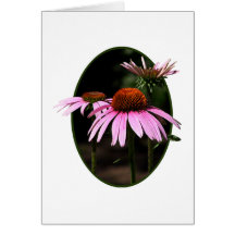Three Coneflowers Greeting Cards