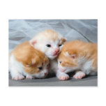Three cute little kittens photo postcard