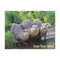 Three Cute Otters Wildlife Photography Postcards