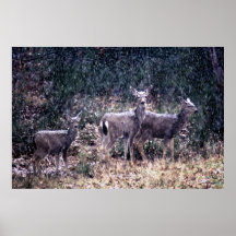 Three Deer in Snow - Sierra Nevadas Posters