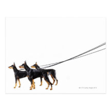 Three Dobermans on leash Post Card