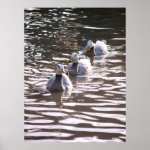 Three Ducks Print