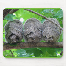 Three Eastern Screech-Owl Babies in a Tree Mousepad