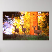 Three Fawns - Sierra Nevada Foothills Print