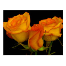 Three Firery Roses Postcard