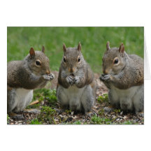 Three Friends Gossiping Cards
