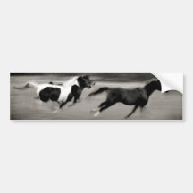 Three Galloping Horses Bumper Stickers