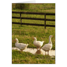 Three Geese in a Puddle in the Rain Greeting Cards