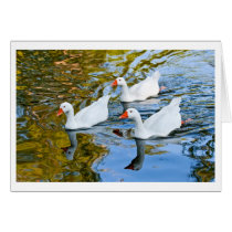 three geese swimming cards