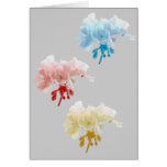 Three Geraniums cards