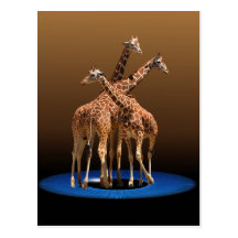 THREE GIRAFFES POSTCARD
