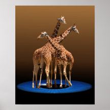 THREE GIRAFFES POSTER