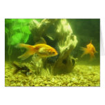 Three Goldfish Cards