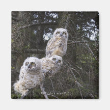 Three Great Horned Owl (Bubo Virginianus) Chicks Magnets