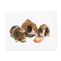 three guinea pigs who eat, cartes postales