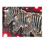 *Three Kings* Wild Zebra Trio Design Post Card