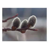 Three Little Catkins Art Photo