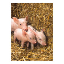Three Little Pigs Custom Invitations
