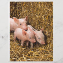 Three Little Pigs Flyer