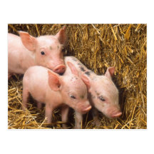 Three Little Pigs Post Card