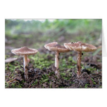 Three Little Toadstools note card
