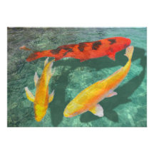 Three Mixed Koi in a Pool Custom Announcements
