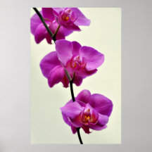 Three Orchids Print