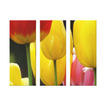 Three Panel Canvas prints Photography Tulips