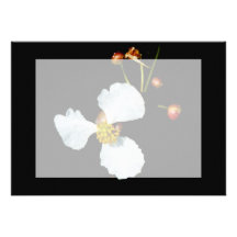 Three petaled white flower black background custom invites