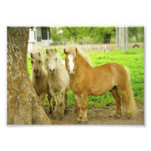 Three Ponies Horse Farm Photo Print