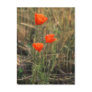 Three Poppies | Postcards