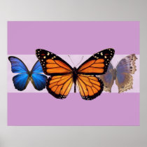 Three Pretty Butterflies Print