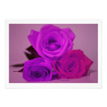 Three roses, tinted purple on a purple back personalized announcements