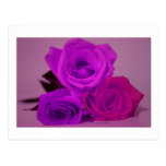 Three roses, tinted purple on a purple back post card
