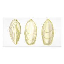 Three Shells Photo Card