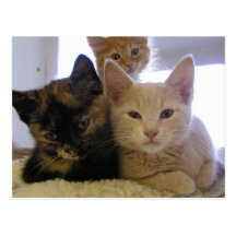 Three Shelter Kittens Postcards