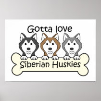 Three Siberian Huskies
