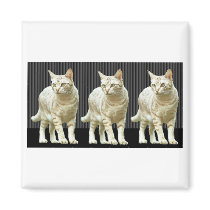 Three Snazzy Cats