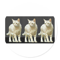 Three Snazzy Cats