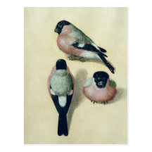 Three studies of a bullfinch post card