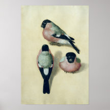 Three studies of a bullfinch print