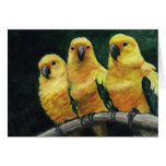 "Three Sun Conures" Bird Art  Greeting Card