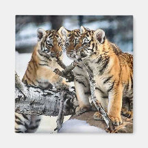 Three Tiger Cubs In Snow Art Gifts Fridge Magnets