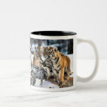 Three Tiger Cubs In Snow Art Gifts Mugs