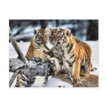 Three Tiger Cubs In Snow Art Gifts Postcards
